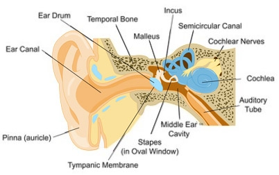 The Anatomy of the ear