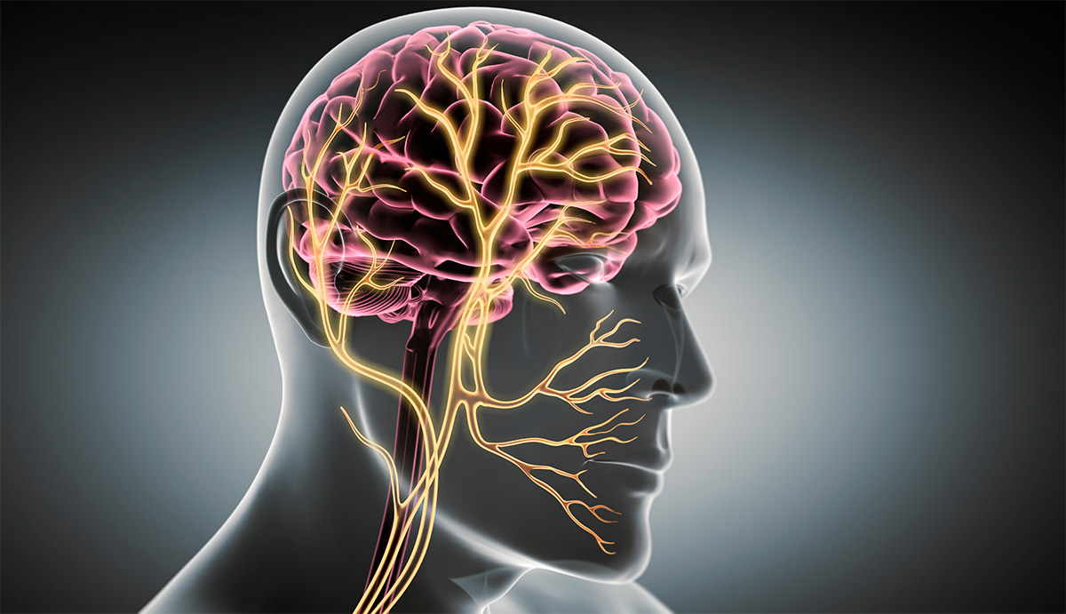 3D Rendering of the Vagus Nerve